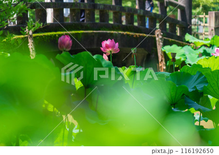 鶴舞公園、胡蝶ケ池のハス〈愛知県名古屋市〉 鶴舞公園、胡蝶ケ池のハス〈愛知県名古屋市〉 116192650