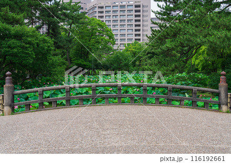 鶴舞公園、胡蝶ケ池のハス〈愛知県名古屋市〉 116192661
