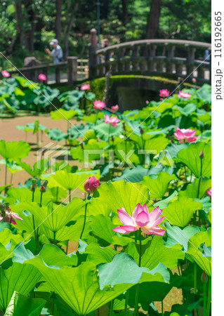 鶴舞公園、胡蝶ケ池のハス〈愛知県名古屋市〉 116192665