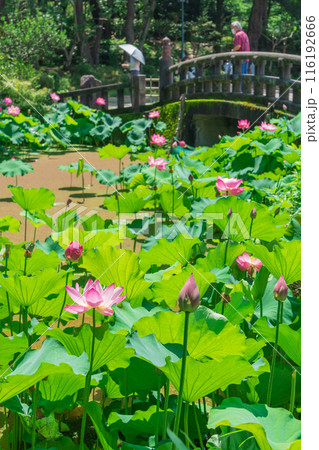 鶴舞公園、胡蝶ケ池のハス〈愛知県名古屋市〉 116192666