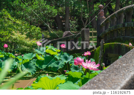 鶴舞公園、胡蝶ケ池のハス〈愛知県名古屋市〉 116192675