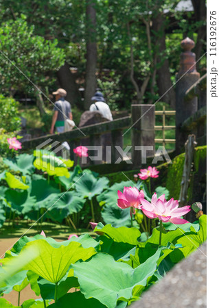 鶴舞公園、胡蝶ケ池のハス〈愛知県名古屋市〉 鶴舞公園、胡蝶ケ池のハス〈愛知県名古屋市〉 116192676