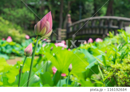 鶴舞公園、胡蝶ケ池のハス〈愛知県名古屋市〉 116192684
