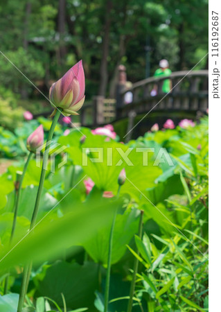 鶴舞公園、胡蝶ケ池のハス〈愛知県名古屋市〉 116192687