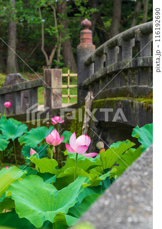 鶴舞公園、胡蝶ケ池のハス〈愛知県名古屋市〉 116192690