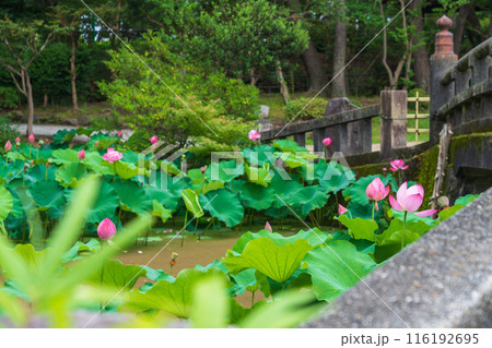 鶴舞公園、胡蝶ケ池のハス〈愛知県名古屋市〉 116192695