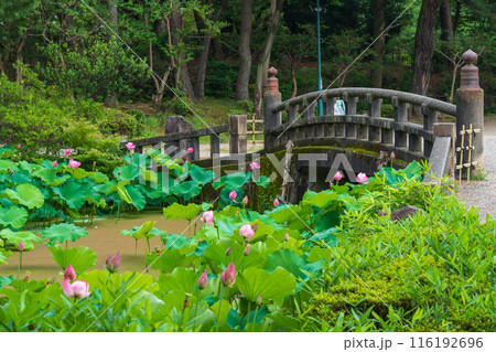 鶴舞公園、胡蝶ケ池のハス〈愛知県名古屋市〉 116192696