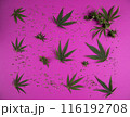 Cannabis leaves with marijuana, cbd, Flat lay composition 116192708