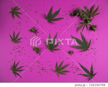 Cannabis leaves with marijuana, cbd, Flat lay composition 116192708