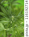 Weed medicine leaf, Grow indica flowering, Cannabis plant, Marijuana 116192714