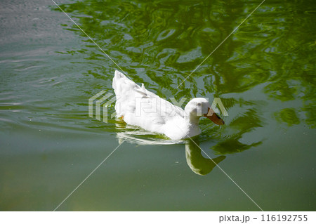White duck swimming in a green pond with reflections of trees on the water surface. 116192755