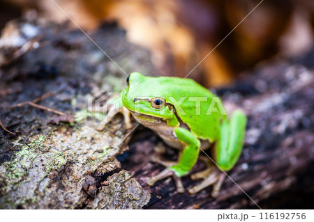Close view of a green tree frog sitting on a tree branch in a natural outdoor setting. 116192756