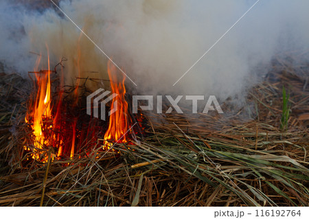 Close up of a small fire burning dry grass and twigs in an outdoor setting. Close up of a small fire burning dry grass and twigs in an outdoor setting. 116192764