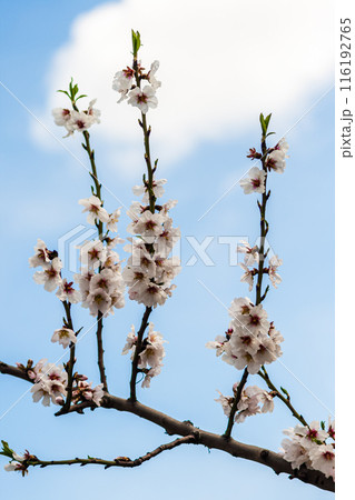 Branches of a tree with white cherry blossoms against a blue sky with some clouds. Branches of a tree with white cherry blossoms against a blue sky with some clouds. 116192765