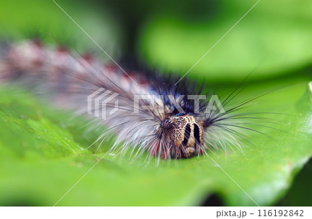 ロン毛にルビーとサファイヤを並べたようなエキゾチックなマイマイガの大型幼虫（自然光＋マクロ接写写真） 116192842