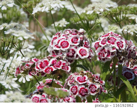 アメリカナデシコ アメリカナデシコ 116192862