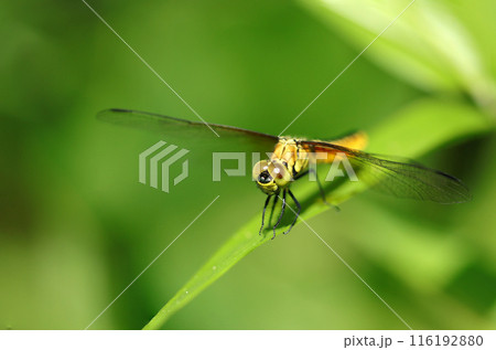 青々とした森を背景に黄色いハラビロトンボのメス(自然光+望遠マクロ接写写真) 青々とした森を背景に黄色いハラビロトンボのメス(自然光+望遠マクロ接写写真) 116192880