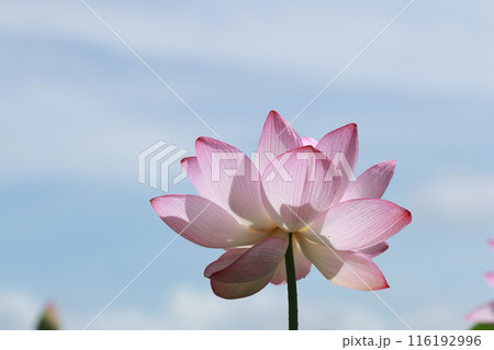 ハスの花 116192996