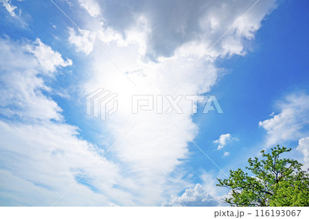 夏の雲と木立 116193067