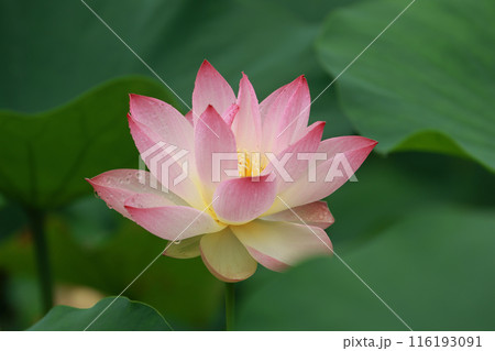 ハスの花 116193091