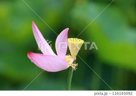 ハスの花 116193092