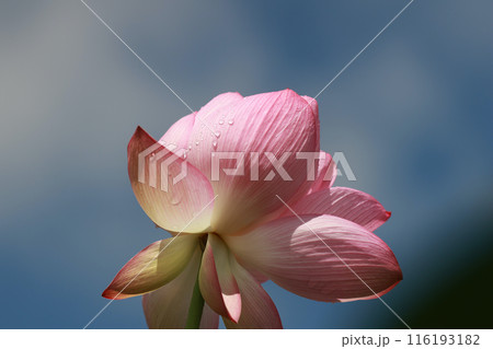 ハスの花 116193182