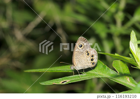 森の木陰にかわいい小柄なヒメウラナミジャノメ蝶（自然光＋ストロボ、マクロ接写撮影） 116193210