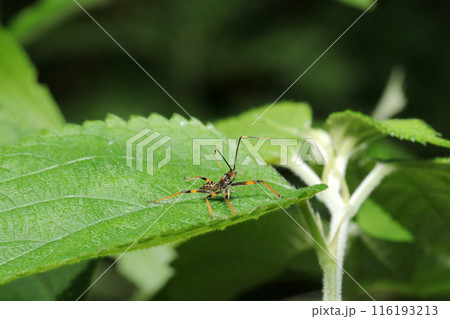 威嚇ポーズを構えるオオトビサシガメの幼虫(自然光&ストロボ・マクロレンズ接写) 威嚇ポーズを構えるオオトビサシガメの幼虫(自然光&ストロボ・マクロレンズ接写) 116193213