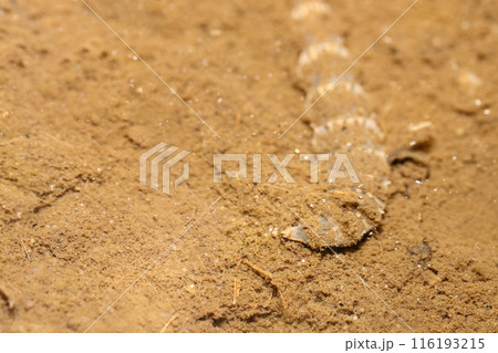 澄んだ池の底泥から有機物などを食べるミズアブの幼虫(自然光+PLマクロ接写) 澄んだ池の底泥から有機物などを食べるミズアブの幼虫(自然光+PLマクロ接写) 116193215