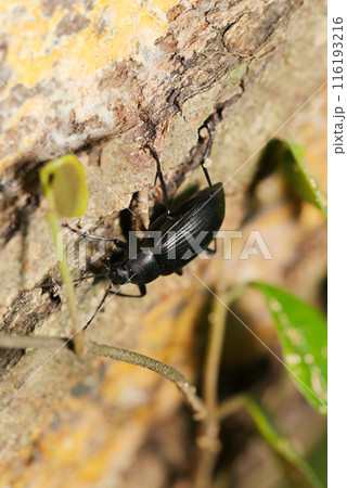 黒光りするニホンキマワリの成虫(自然光&ストロボ・マクロレンズ接写) 黒光りするニホンキマワリの成虫(自然光&ストロボ・マクロレンズ接写) 116193216