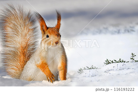 Squirrel in the snow winter landscape in nature Squirrel in the snow winter landscape in nature 116193222