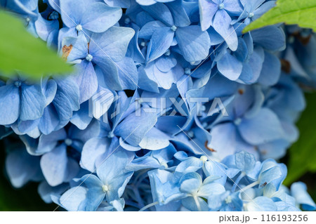 太陽に照らされた鮮やかな紫陽花 116193256