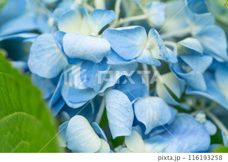 太陽に照らされた鮮やかな紫陽花 太陽に照らされた鮮やかな紫陽花 116193258