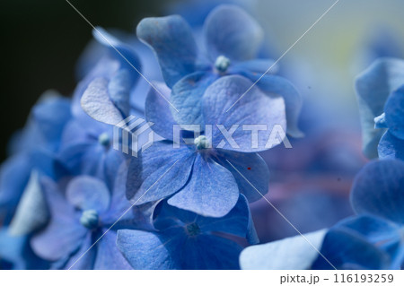 太陽に照らされた鮮やかな紫陽花 太陽に照らされた鮮やかな紫陽花 116193259