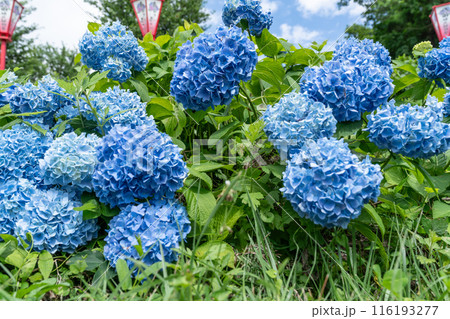 太陽に照らされた鮮やかな紫陽花 116193277
