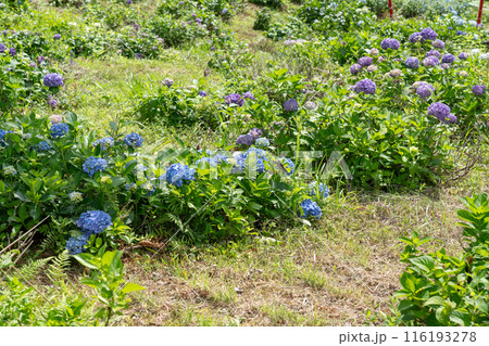 太陽に照らされた鮮やかな紫陽花 116193278