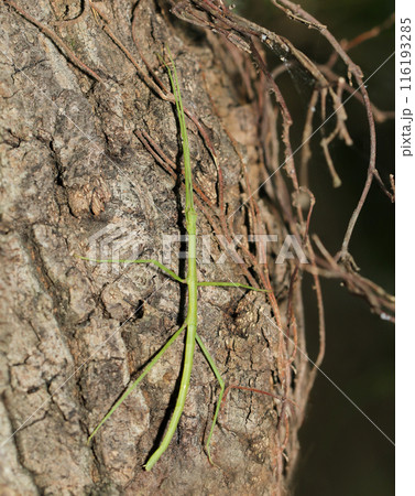 森の木の幹にナナフシ（ナナフシモドキ・自然光＋ストロボ、マクロ接写撮影） 116193285