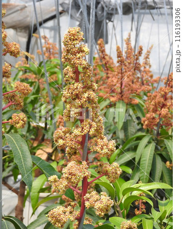 満開のマンゴーの花 116193306