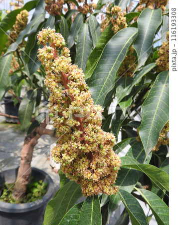 満開のマンゴーの花 116193308