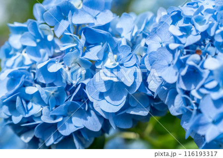 太陽に照らされた鮮やかな紫陽花 116193317