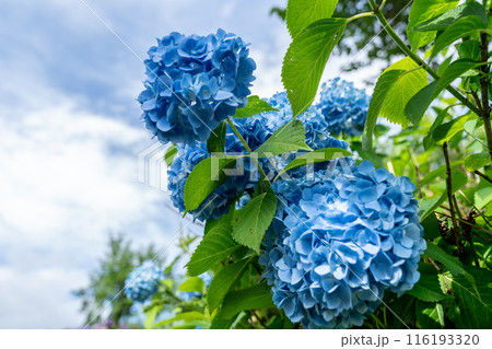 太陽に照らされた鮮やかな紫陽花 太陽に照らされた鮮やかな紫陽花 116193320