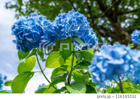 太陽に照らされた鮮やかな紫陽花 116193332
