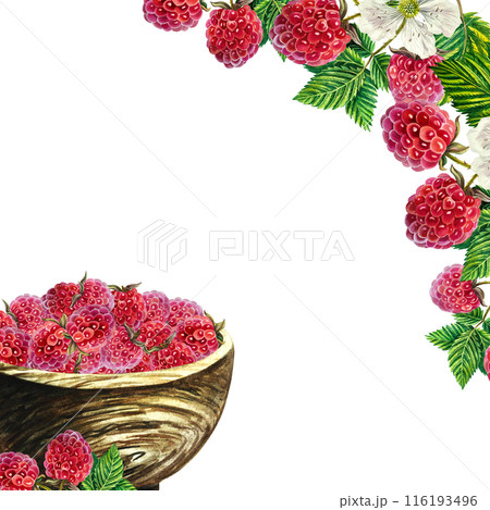 A frame with an image of raspberries in a wooden vase and twigs. Ripe berries. A hand-drawn watercolor illustration. Highlight it. For packages, labels and flyers. For banners, stickers and postcards. 116193496