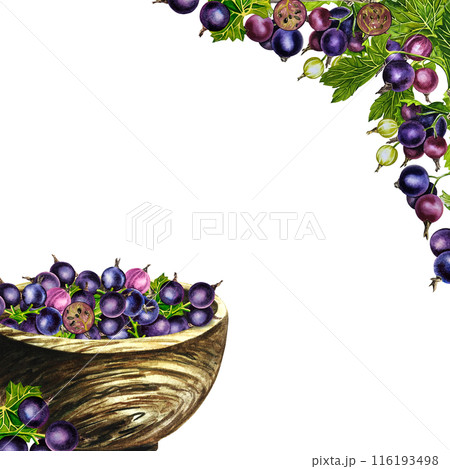 A frame with black currant in a wooden bowl and twigs. Ripe berries. A hand-drawn watercolor illustration. Isolate. For packages, labels and flyers. For banners, stickers and postcards. A frame with black currant in a wooden bowl and twigs. Ripe berries. A hand-drawn watercolor illustration. Isolate. For packages, labels and flyers. For banners, stickers and postcards. 116193498