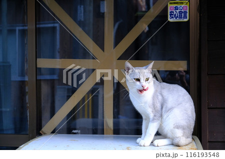 商店に住み着く野良猫 商店に住み着く野良猫 116193548