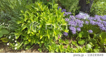 これから奇麗な花の咲く紫陽花の脇に咲くオオツルボの青い花 116193649