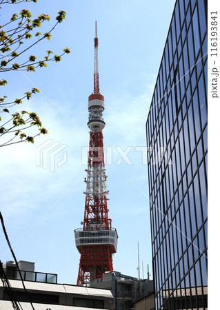 東京タヲーの見える風景 東京タヲーの見える風景 116193841