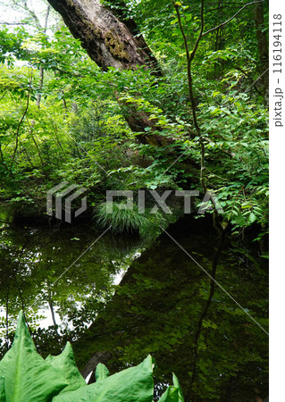 龍ヶ窪 龍ヶ窪 116194118