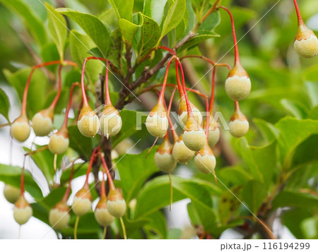 たくさんのエゴノキの実!(公園の蘞の木) たくさんのエゴノキの実!(公園の蘞の木) 116194299