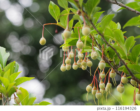 鈴なりのエゴノキの実（曇った日の公園のえごの木） 116194326